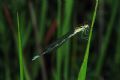 Coenagrion scitulum